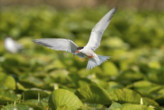 Common tern (Sterna hirundo) flying with fish, Danube Delta, Romania