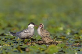 White-bearded terns (Childonias hybride) with young birds, begging, at the nest, Danube Delta,