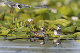 White-bearded terns (Childonias hybride) with young birds, at the nest, Danube Delta, Romania