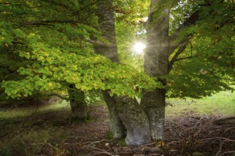 Sunlight shines through the trees in the undergrowth, Beech, Swabian Alb Biosphere Reserve,