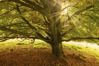Large tree with thick leaves, sun rays break through the leaves, warm autumn atmosphere, beech,