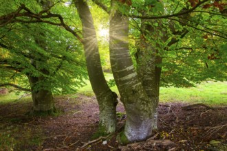 Sunbeams through trees in a clearing, beech trees, Swabian Alb Biosphere Reserve,