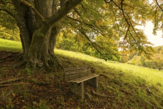 Bench in front of a majestic tree, autumn leaves adorning the ground, peaceful forest clearing,