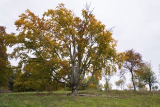 Large, bare tree with colorful autumn leaves, natural surroundings, cloudy sky, beech, Swabian Alb