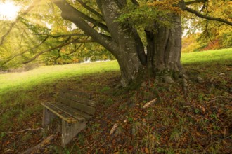 Large tree with sturdy trunk, bench in the foreground, sunshine penetrates leaves, autumnal