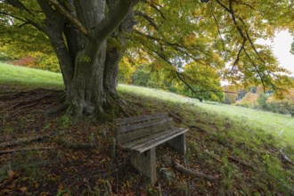 Bench in front of a mighty tree with sprawling roots, surrounded by autumn leaves, quiet natural