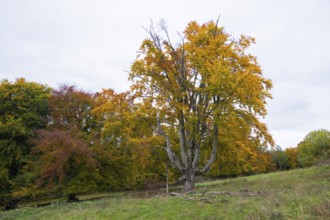 Large tree with autumn leaves, surrounded by meadows and colorful trees, natural scenery, beech
