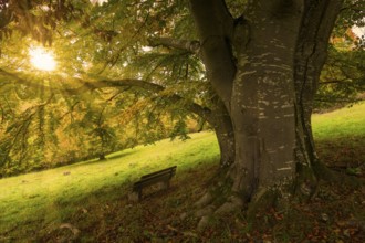 Sunset behind a tree with a bench in a meadow, Beech, Swabian Alb Biosphere Reserve,