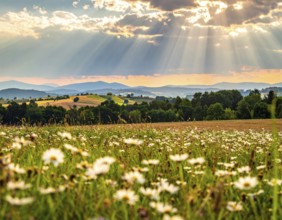 A sunlit meadow with daisies against a forest backdrop under a blue sky, Late summer country