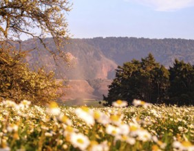 A sunlit meadow with daisies against a forest backdrop under a blue sky, Late summer country