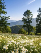 A sunlit meadow with daisies against a forest backdrop under a blue sky, Late summer country