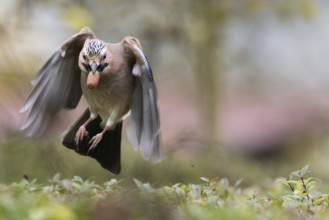 A jay (Garrulus glandarius) in flight with an acorn in its beak. He has his wings pointed