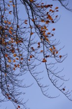 Last leaves on a beech tree in autumn against a blue sky, Germany