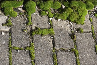Path with paving stones and moss, autumn, Germany