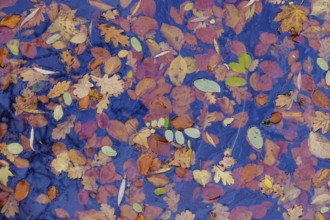 Autumn leaves in a lake, Germany
