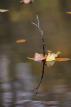 Autumn leaves in a lake, Germany