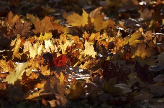 Autumn leaves in a meadow, October, Germany