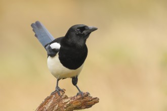 Magpie, (Pica pica) sitting on a branch with black and white feathers, wildlife, corvids, nature