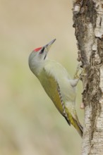 Grey woodpecker (Picus canus), male on a birch tree, wildlife, woodpeckers, nature photography,