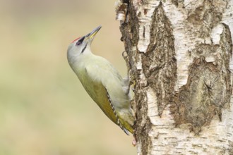 Grey woodpecker (Picus canus), male on a birch tree, wildlife, woodpeckers, nature photography,