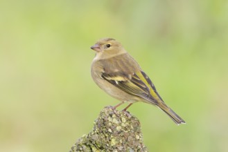 Chaffinch (Fringilla coelebs), adult female sitting on a stone in the garden, wildlife, animals,