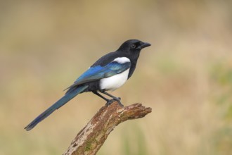 Magpie, (Pica pica) sitting on a branch with contrasting blue, black and white feathers, wildlife,