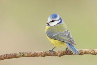 Blue tit (Parus caeruleus) sitting on a branch, wildlife, animals, birds, tit, Siegerland, North
