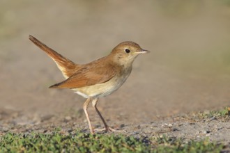 Nightingale (Luscinia megarhynchos) standing on the ground, wildlife, animals, birds, songbird,