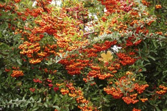 Lonely autumn leaf, Germany