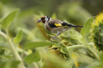 European goldfinch (Carduelis carduelis) adult bird feeding on a sunflower seed in a field of
