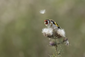 European goldfinch (Carduelis carduelis) adult bird feeding on Creeping thistle plant seedheads,