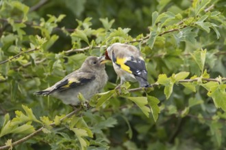 European goldfinch (Carduelis carduelis) adult bird feeding a juvenile baby fledgling in a