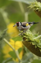 European goldfinch (Carduelis carduelis) adult bird feeding on a sunflower seed in a field of