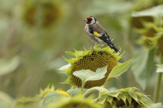 European goldfinch (Carduelis carduelis) adult bird on a sunflower seedhead in a field of