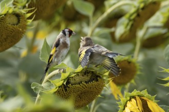 European goldfinch (Carduelis carduelis) adult bird feeding a juvenile baby fledgling on a