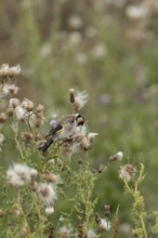 European goldfinch (Carduelis carduelis) adult bird feeding on a Creeping thistle seedheads,