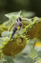 European goldfinch (Carduelis carduelis) adult bird on a sunflower seedhead in a field of