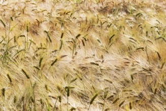 Barley, Hordeum vulgare, barley field, Mondseeland, Salzkammergut, Upper Austria, Austria