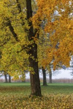 Park with colorful maple trees, leaves lying on the ground, Acer, autumn, Mondseeland,