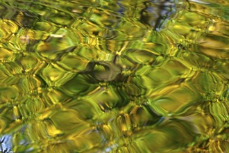 Trees in autumn are picturesquely reflected in a lake, Germany