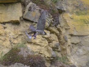 Peregrine falcon (Falco peregrinus), adult female flying with prey in front of picturesque rocky