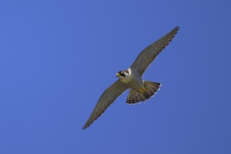Peregrine falcon (Falco peregrinus), adult male flying against a blue sky, biosphere area, Swabian