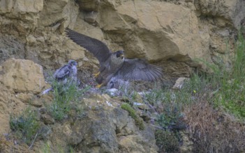 Peregrine falcon (Falco peregrinus), adult female taking off from Felsenhorst after feeding