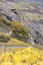 Terraced grape vineyards, small hut on the hill. Autumn colours in the Rhone Valley. Colourful