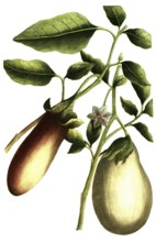 Solanum pomiferum, type of tomato, illustration, reproduction from a 19th century model. Authentic,