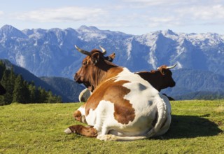 Cattle on pasture, Hochzinkenalm, Postalm, Osterhorn Group, Salzkammergut, Province of Salzburg,