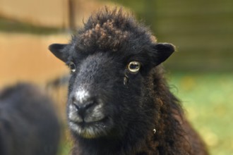 Portrait of dark Ouessant sheep