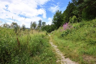 Hiking trail with Rosebay Willowherb wildflowers in Schwarzenbach Reservoir in Black Forest in