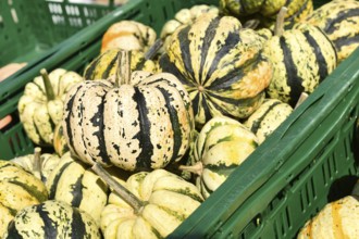 Sweet dumpling squashes in green crate at autumn market