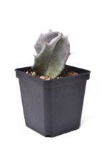 Small potted silver green colored 'Ritterocereus Pruinosus' cactus houseplant on white background